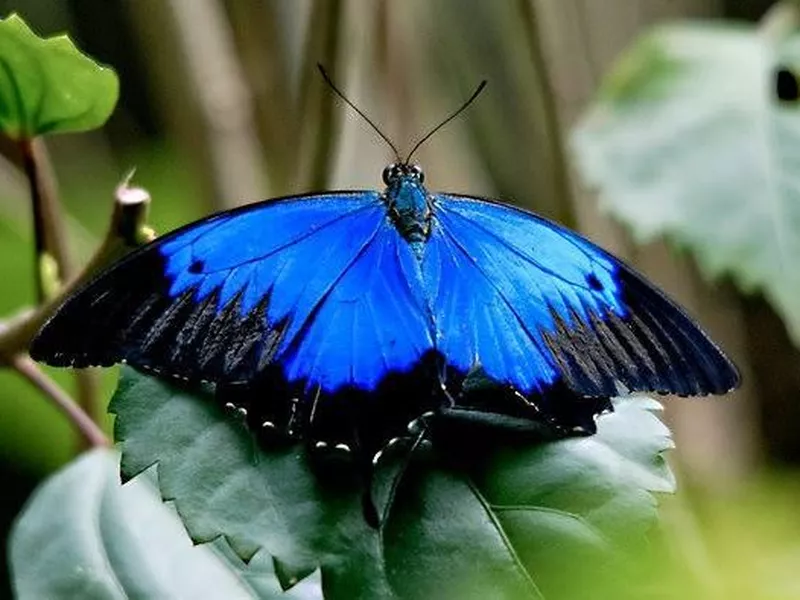 Ulysses Swallowtail butterfly