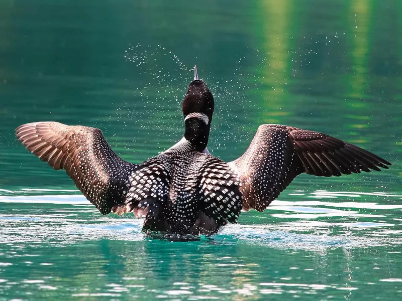 Loon swimming