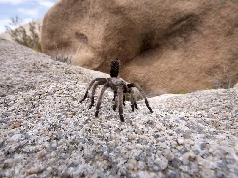 Feisty Tarantula, Joshua Tree National Park