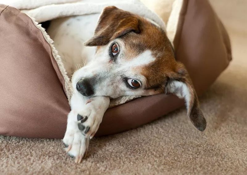 Beagle in bed