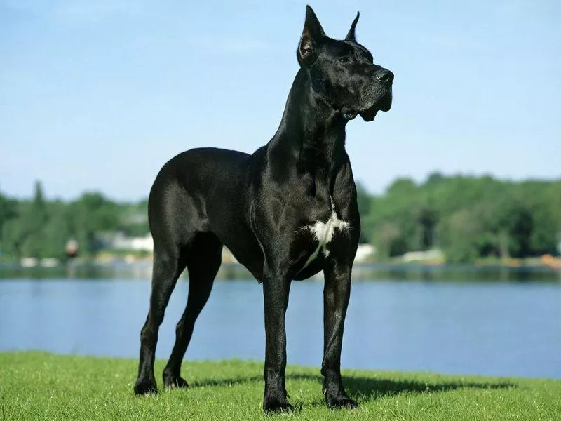 Great dane