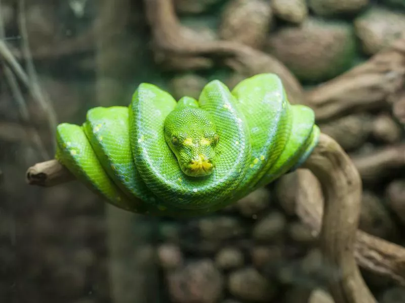 Green Mamba