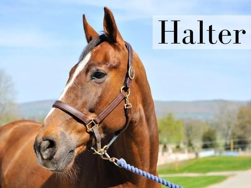 Halter