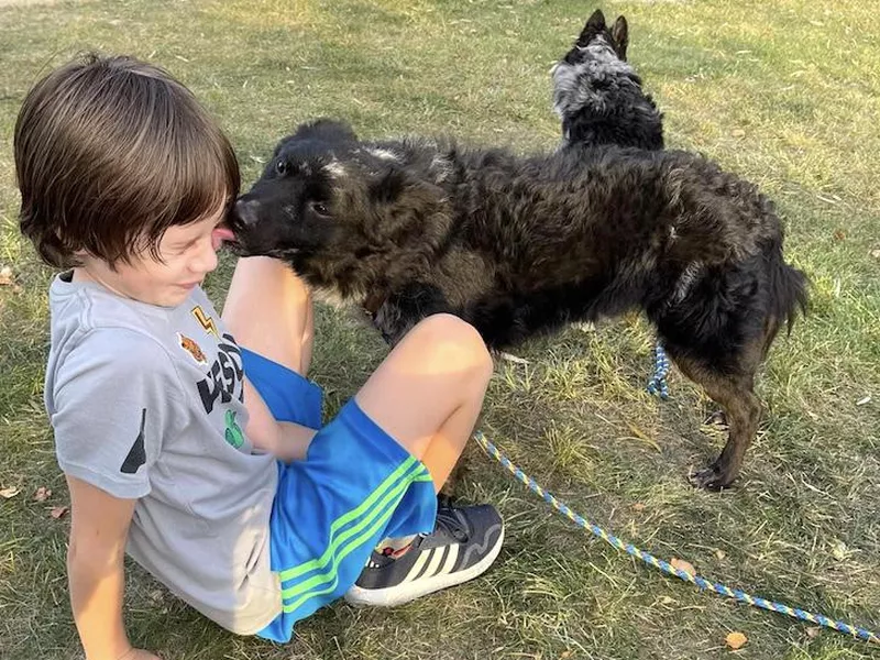 Child with Mudi dogs