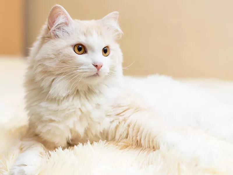 Turkish Angora
