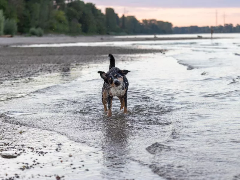 Dog shaking off after swimming, Appenzeller Sennenhund