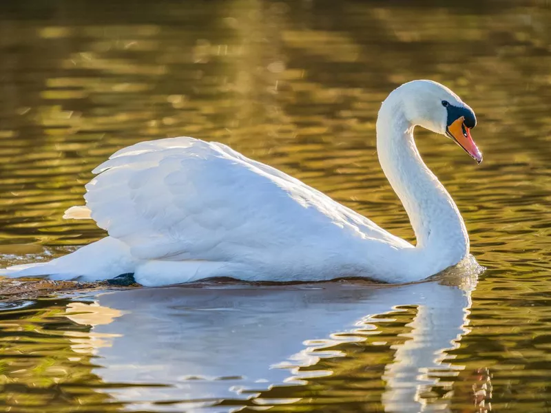 Mute swan