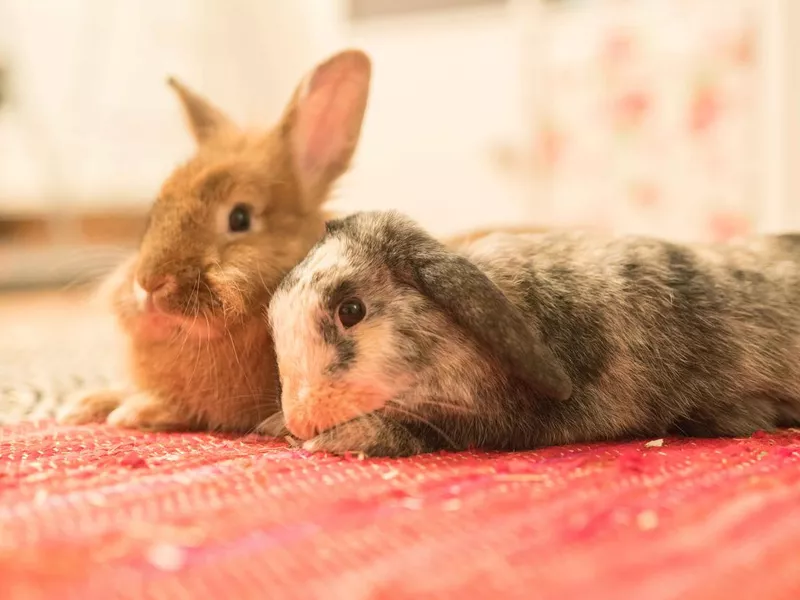 Rabbits snuggling