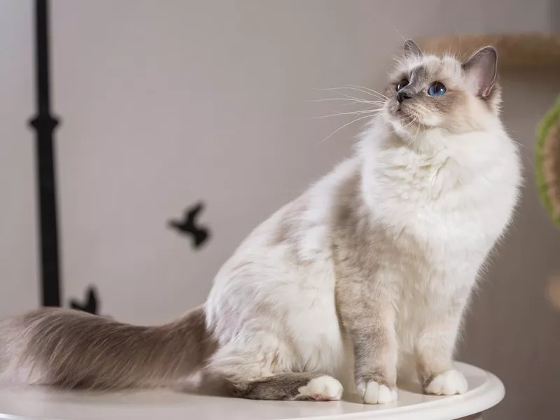 Birman
