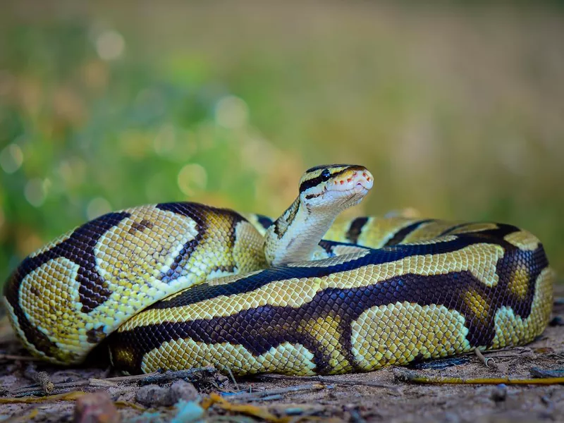 Ball Python