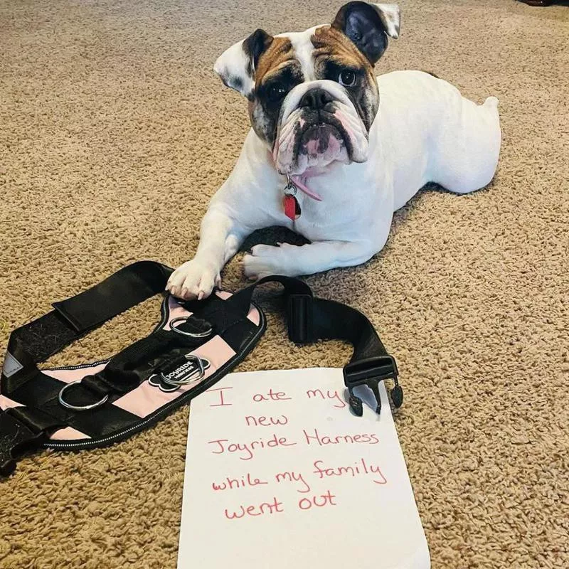 Bulldog with harness