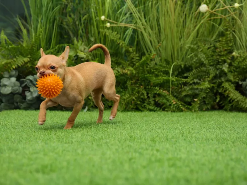 Chihuahua dog