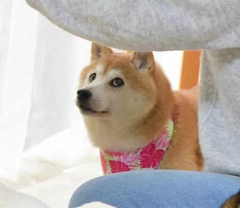 Dog looking up
