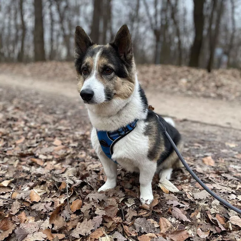 Bottom Line: Husky Corgi Mix