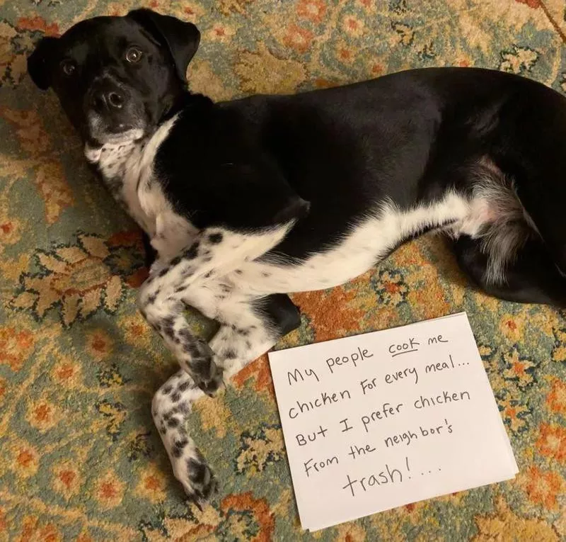 Dog likes chicken from the trash