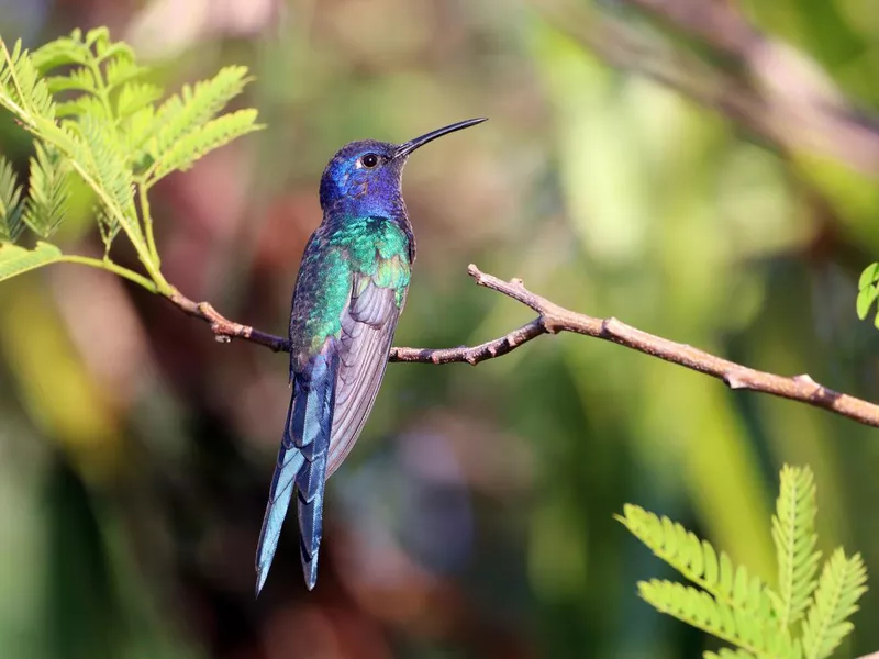 Swallow-tailed Hummingbird (Eupetomena macroura) perched on the foliage.