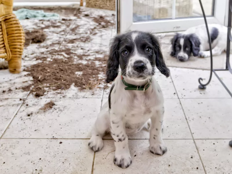 Two puppies getting into trouble