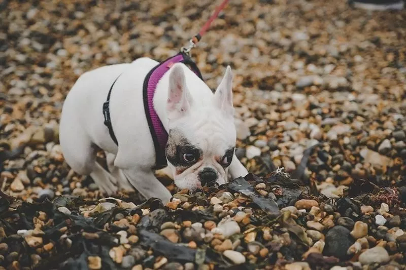Dog sniffing ground