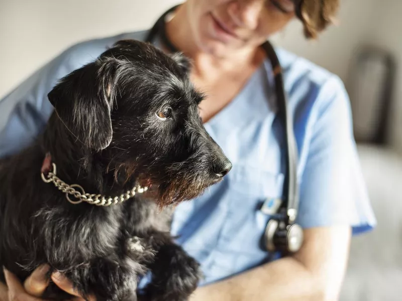 Female veterinarian holding a little dog in her arms