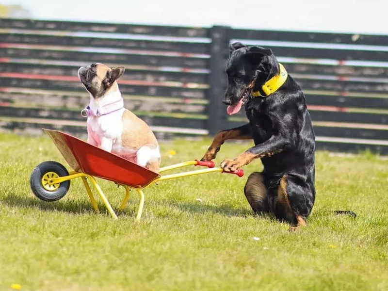 Trick Dogs