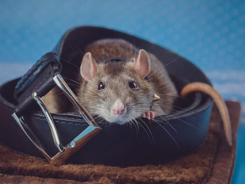 Comfortable rat nestled in a belt