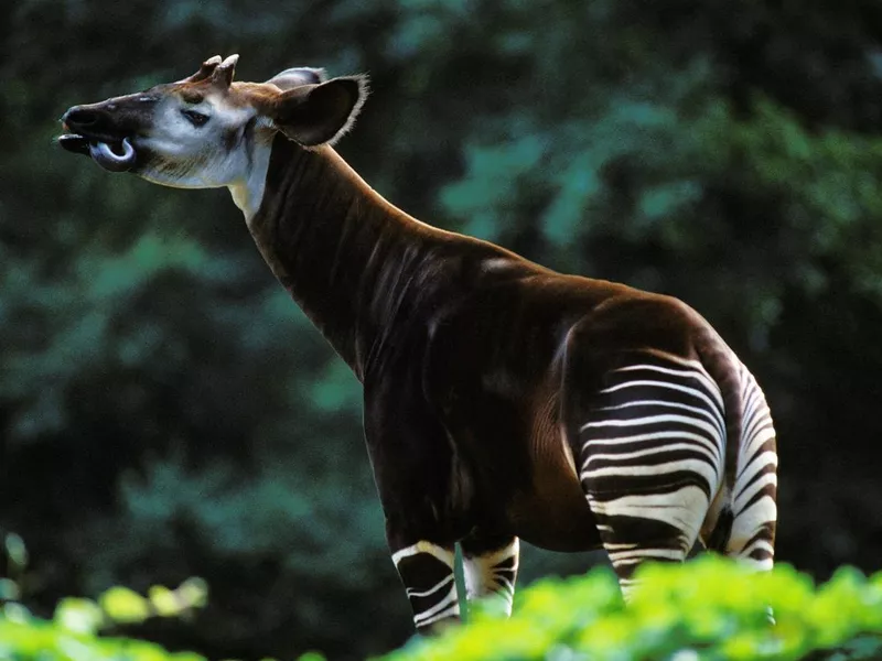 Okapi