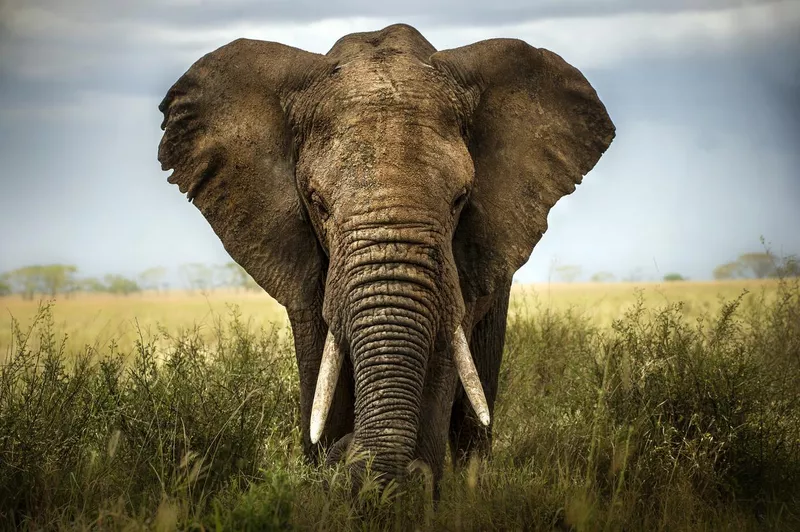 Big-eared elephant
