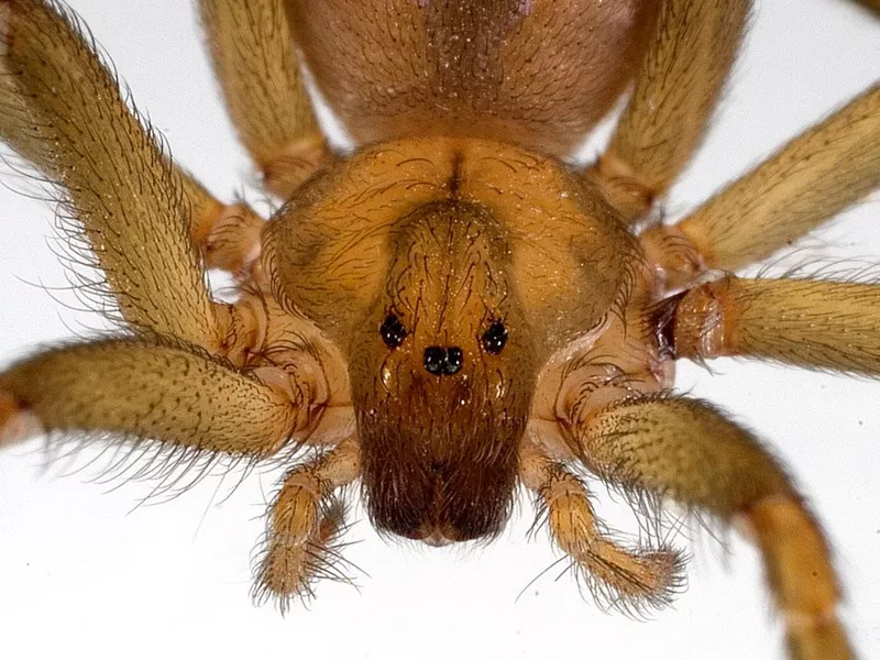Chilean Recluse Spider