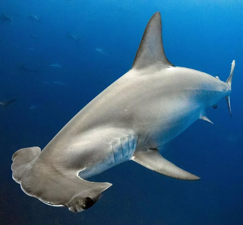 Hammerhead shark