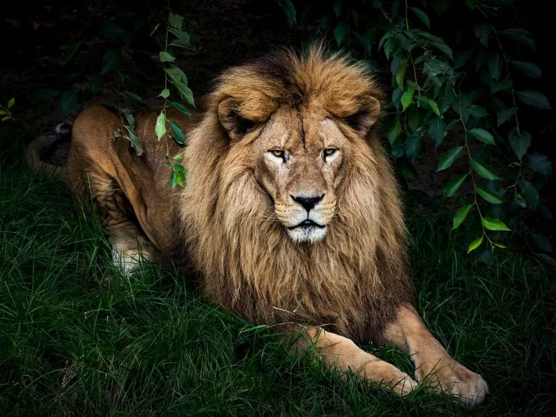 Lion portrait