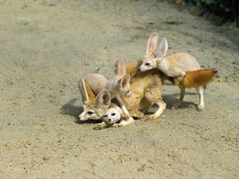 Mother fox with cubs