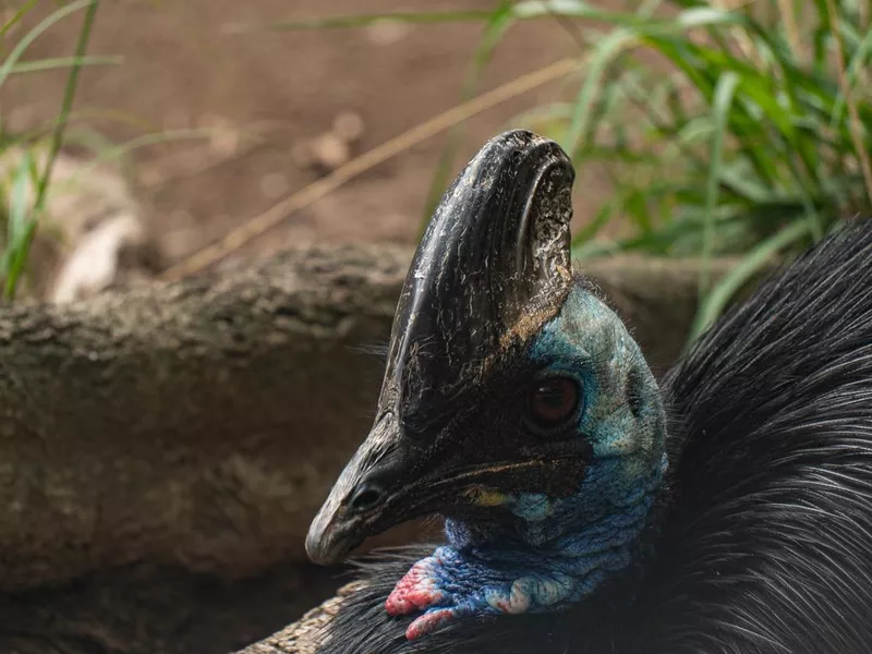 Closeup shot of a Dwarf cassowary in a zoo