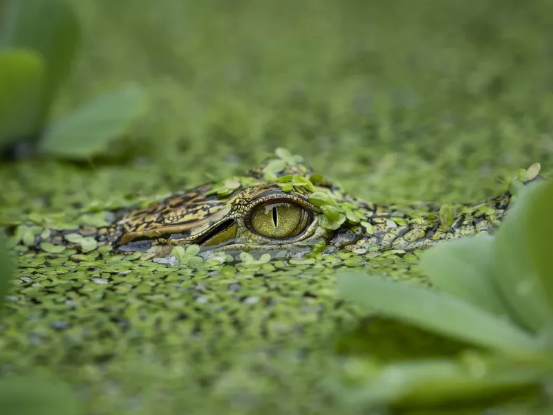 Lurking saltwater crocodile