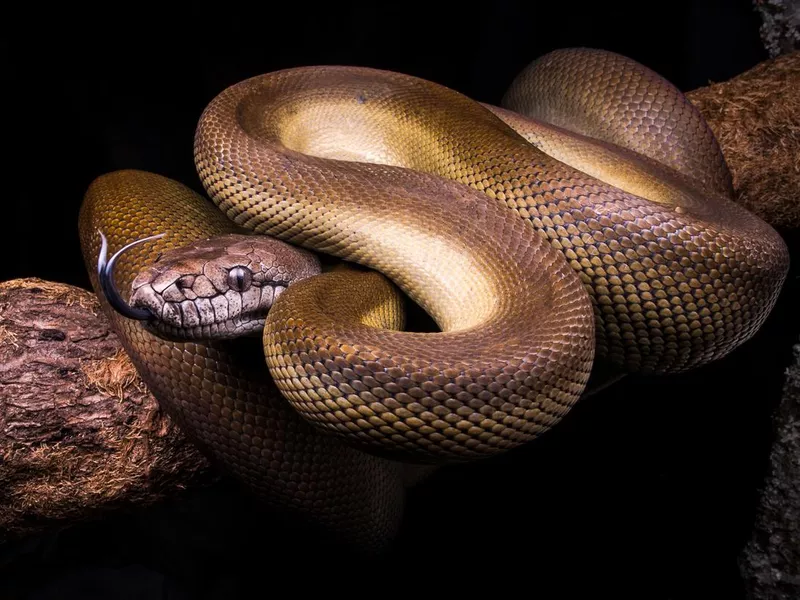 Apodora papuana