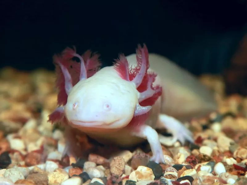 Axolotl in an aquarium