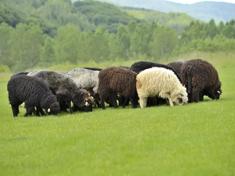 Herd of cute small sheep on meadow in the mountains