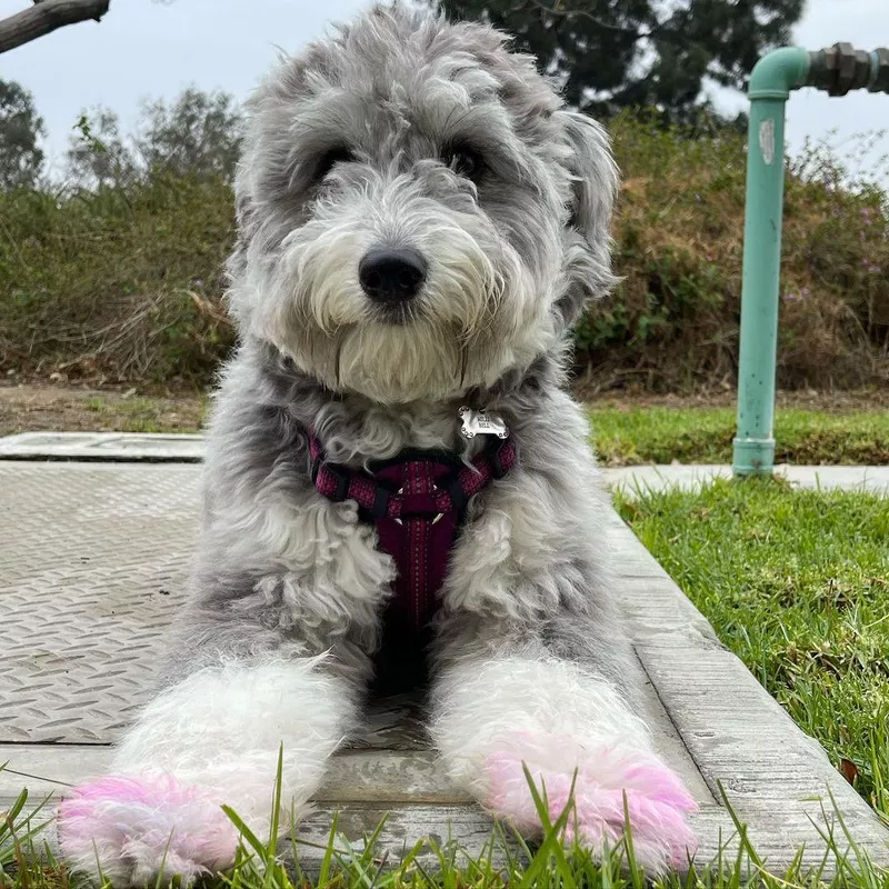 Husky Poodle Mix