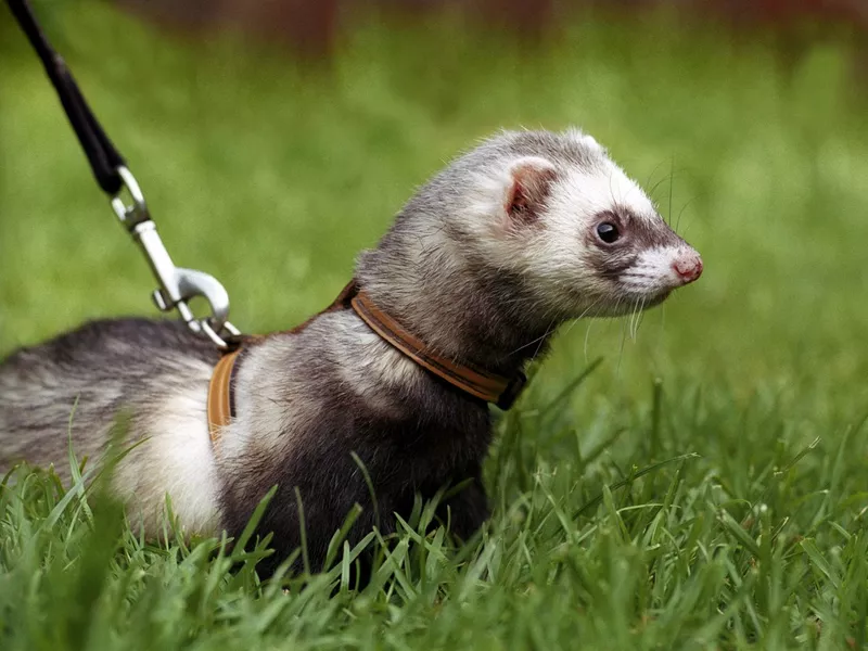 Ferret on a lead in grass