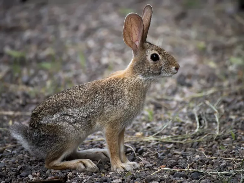 Close Profile Antelope Jackrabbit on Brown Background