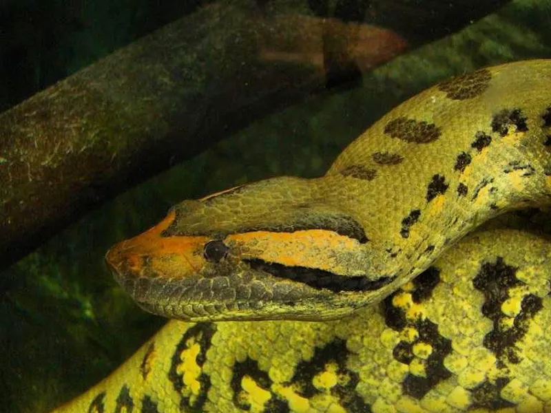 A green anaconda at the Como Park Zoo