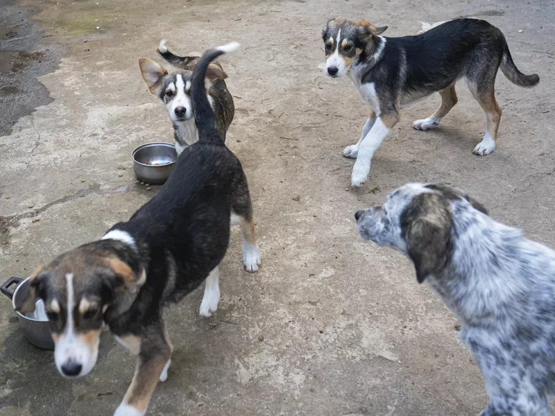 Dog shelter with rescued dogs