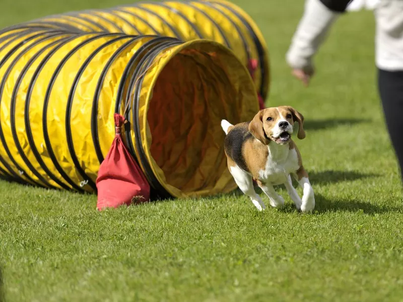 Beagle tunnel exit