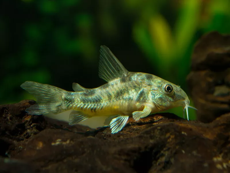 Cory Catfish