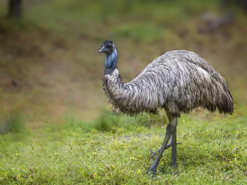 Emu in the rain (Dromaius novaehollandiae)