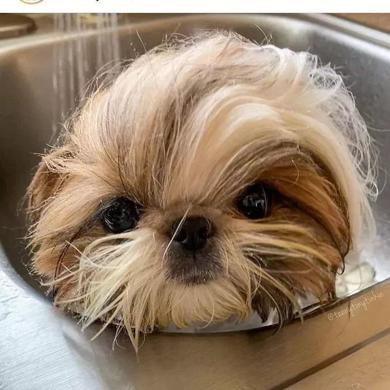 Shih Tzu in bath