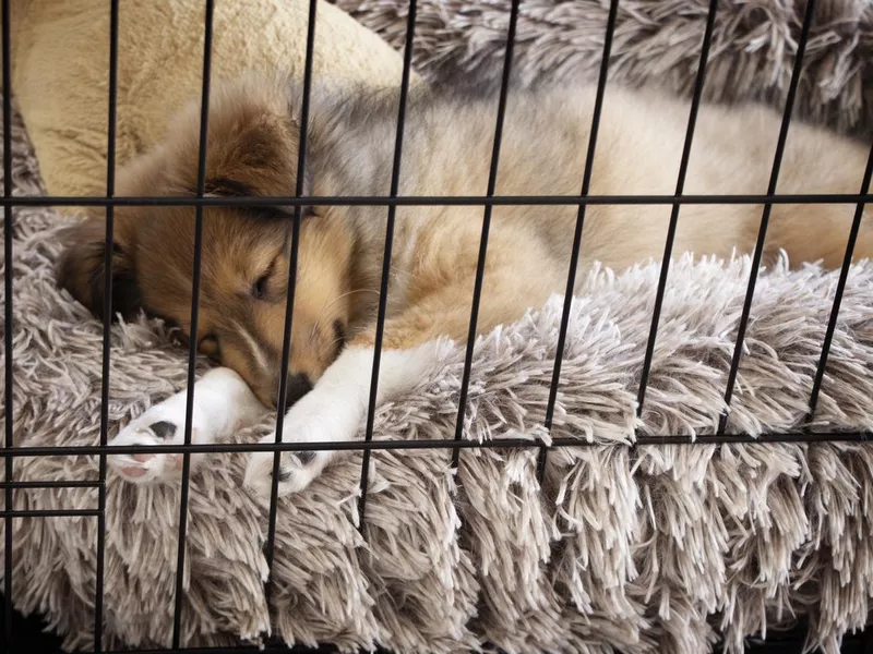 Crate Training Puppy