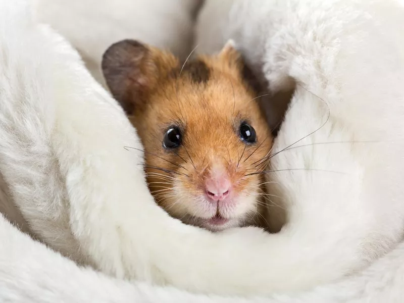 Hamster