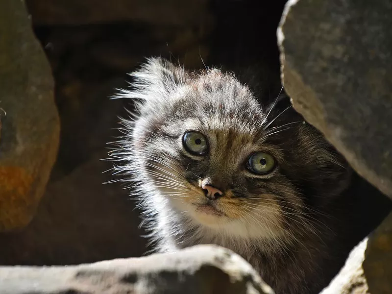 Small Pallas Cat