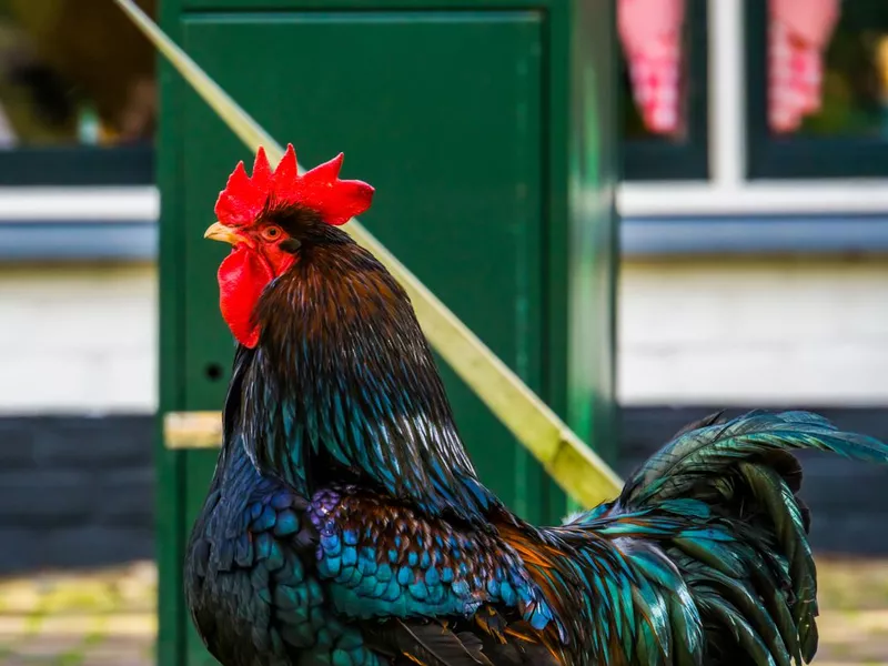 Double laced Barnevelder Rooster