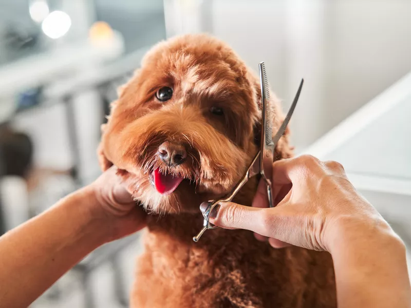 Funny dog sitting at the grooming salon